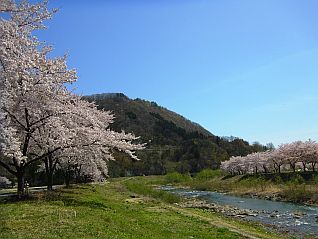 本道寺釣り道場付近の桜の様子（ほぼ満開）