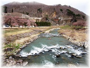 本道寺地区 ふれあい橋下流の桜並木(29.4.27撮影)