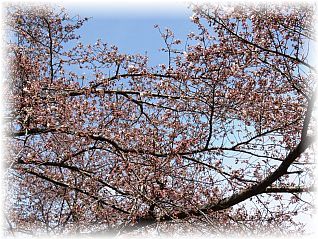 本道寺地区 ふれあい橋下流の桜並木(29.4.27撮影)