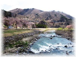 本道寺地区 ふれあい橋下流の桜並木(29.4.28撮影)