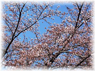 本道寺地区 ふれあい橋下流の桜並木(29.4.28撮影)