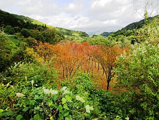 ③二ッ掛橋のたもとより左岸（10/12撮影）