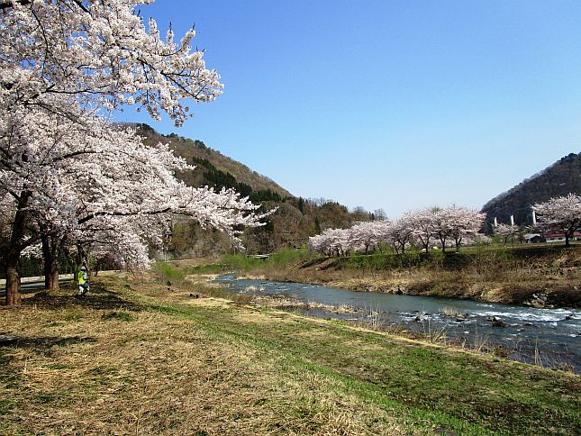 桜