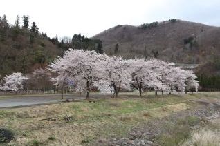 寒河江ダム下流 本道寺地区 (H31.4.25撮影))