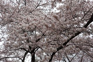 寒河江ダム下流 本道寺地区 (H31.4.25撮影))