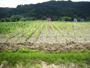 タカキビ