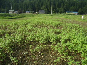 ソバの発芽状況(8月下旬)