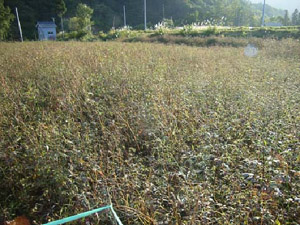 ソバ収穫直前(10月下旬)アメリカセンダングサなどの雑草が繁茂している状況です