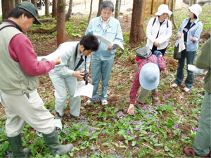 一面のカタクリの花。群生地です。