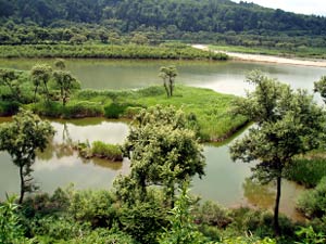 貯砂ダム上流　白川湖の水辺風景