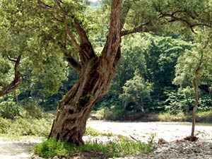 風格のあるヤナギの古木です