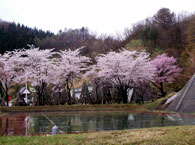 管理所ダム公園の桜