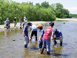 白川の水生生物調査。川の中の虫を捕まえているところです。