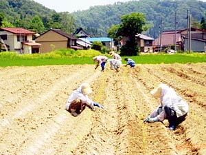 雑穀苗植:地元も皆さんのお手伝い(7/7:苗植前)