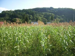 収穫前のタカキビ(10/23)