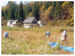 雑穀収穫状況(11/7～8)