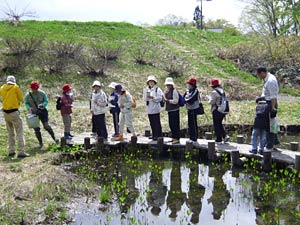 水辺生物の説明