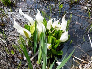 白いきれいな花を咲かせるミズバショウ