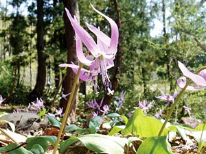 カタクリの花