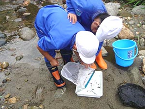 網を使って生き物を捕まえます