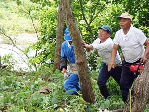 まずはチェーンソーで木を切り倒します