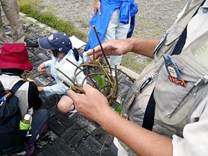 ススキの穂を筆にした書道教室