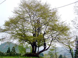 白川湖畔の名所「経塚の桜」