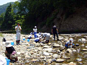 皆で生き物を探します(上原橋上流)