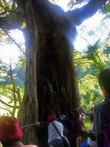 >山之神神社近くのトチノキの太さを計測