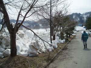 雪の影響による枝折れ