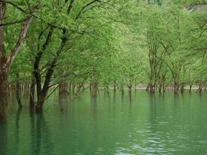 湖面に浮かぶヤナギ