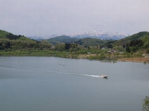 残雪の飯豊山と新緑のヤナギ