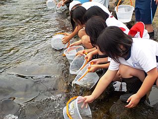 サクラマスの稚魚を放流するよ～｢元気に行ってらっしゃーい｣