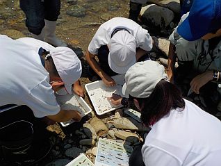 捕まえた生き物の名前を調べてみよう！！