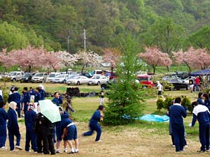 湖岸公園の桜も満開です