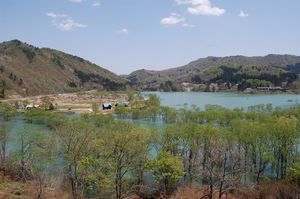 満水の白川湖と湖面に浮かぶヤナギ