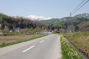 中津川地区の水仙ロードと残雪の飯豊山