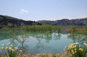 湖面に浮かぶ新緑のヤナギ