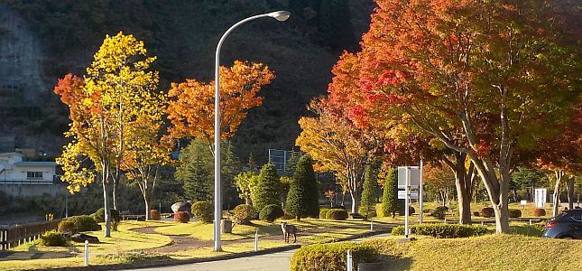 紅葉の美しいダム公園に遊びにきたカモシカ(o^^o)♪