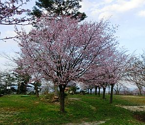 公園内の桜