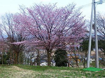 高台の眺めのよいところに咲く桜