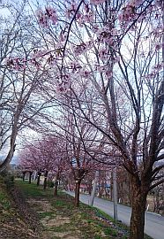 公園に向かう道路沿いの桜