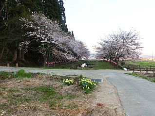 駐車場周辺の桜（全景）