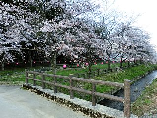 お堀沿いの桜