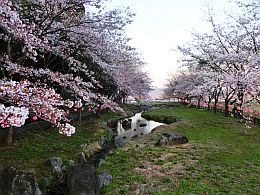 園内の桜