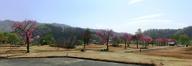 白川ダム湖岸公園内の桜①