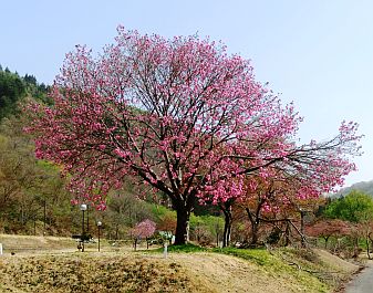 白川ダム湖岸公園内の桜②