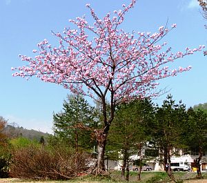 白川ダム湖岸公園内の桜③