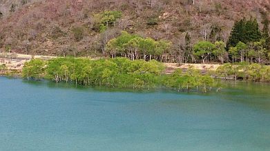 満水の白川湖に水没する新緑の樹木