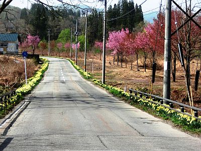 中津川水仙ロード（館橋周辺）